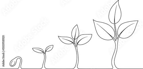 Plant growth stages seedling sprout development