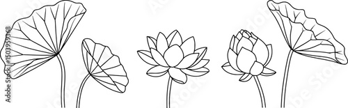 Elegant lotus flower line art botanical illustration