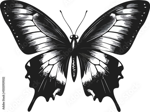 Graceful Open-Winged Butterfly Sketch