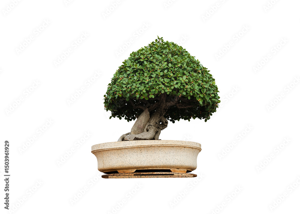 Fototapeta premium green tree artwork bonsai isolated on white background. This has clipping path.