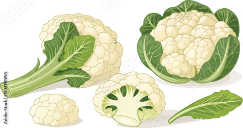 Cauliflower illustration vector design, Cauliflower in white background vector design