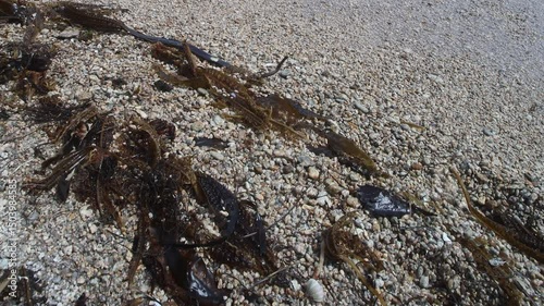 Algae floatsam in the supralithoral of Sea of Japan, sandy shell beach. Japan sea tangle (Laminaria japonica), Red blanket Rhodophyceae. Bossiella compressa, bladderwrack (Fucaceae). Russian Far East photo