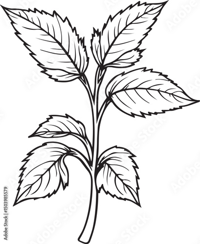 Basil Heb Leaves, Vector Illustration, Sketch Drawing Line Linear Symbol Icon Engraving Coloring Book, Hand-drawn Black and White Isolated