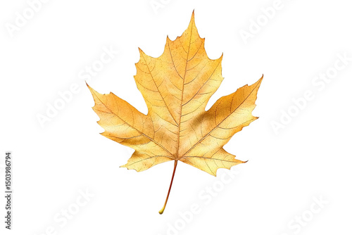 Single golden autumn maple leaf isolated on white background dry fall on transparent background