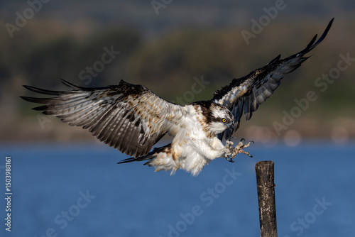 Falco pescatore. Natura e naturalismo, uccello in libertà. Primo piano ravvicinato del rapace. Ritratto.