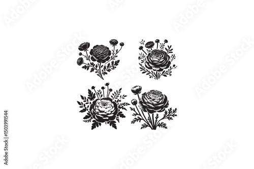 Ranunculus Flower vector silhouettes image with white color back round made by adobe illustrator. eps