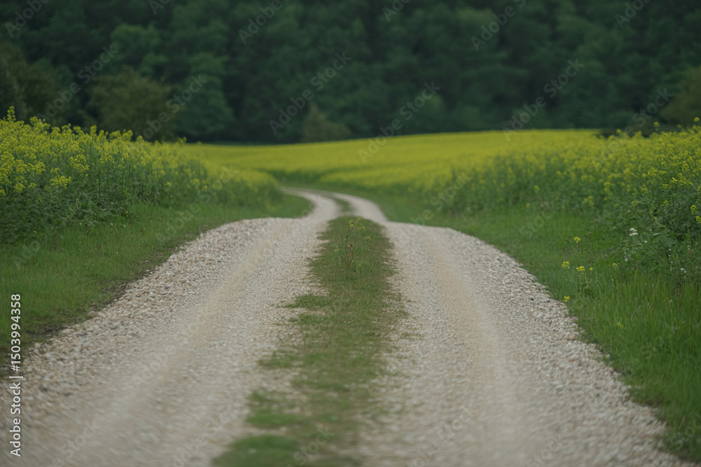 Naklejka premium Curving gravel road through yellow wildflower field leading to green forest under soft overcast light