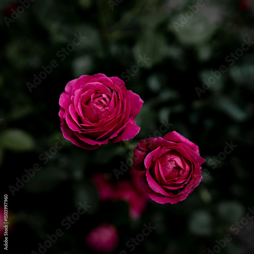 Fototapeta Naklejka Na Ścianę i Meble -  柔らかい光の薔薇の花