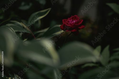 Fototapeta Naklejka Na Ścianę i Meble -  柔らかい光の薔薇の花