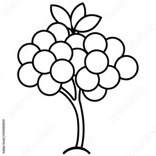 bunch of grapes