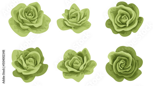 Collection of Green Roses with Soft Petals on White Background Evoking Natural Elegance