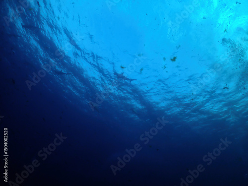 Hammerhead sharks in early morning in Izu Oshima