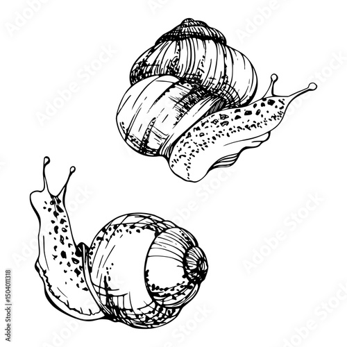 Snail shelled gastropod mollusc slug, slow moving animal. Single element isolated illustration hand drawn in vector ink. Nature educational posters cards, gardening calendars guides, aquarium shops