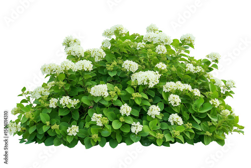 Hydrangea Garden Shrub Illustration – White Background