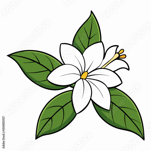 jasmine flower vector illustration