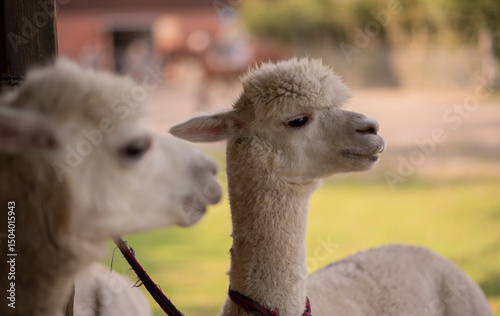 animal therapy alpaca on break