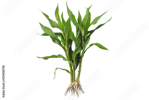 A bunch of corn plants isolated white background