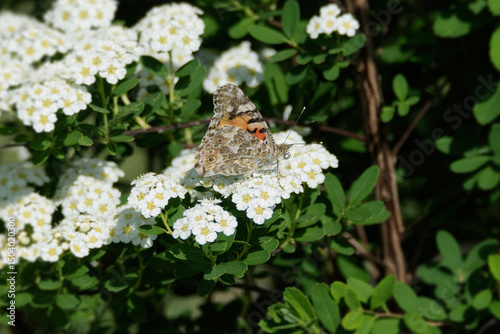 Painted Lady (Vanessa cardui) butterfly sitting on a white flower in Zurich, Switzerland