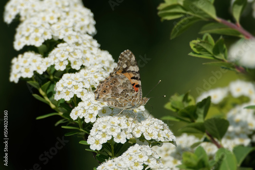 Painted Lady (Vanessa cardui) butterfly sitting on a white flower in Zurich, Switzerland