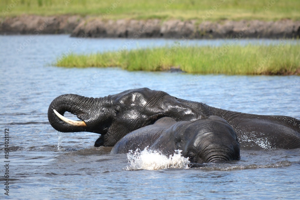 Fototapeta premium 水辺で戯れるアフリカゾウ