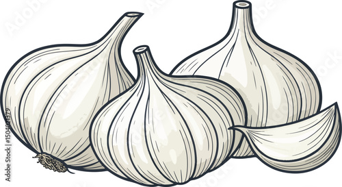 Garlic Cloves Illustration on White Background, Garlic illustration vector design