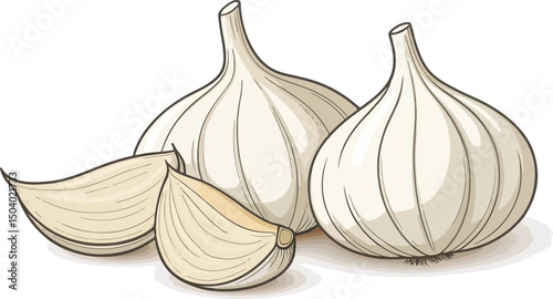 Garlic vector design, Garlic in white background with cloves vector design
