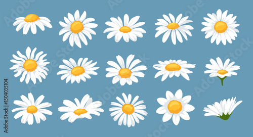 Daisy flower heads. Chamomile blossoms, garden flowers with white petals and yellow center for floral design. Cartoon daisies isolated vector illustration set.
