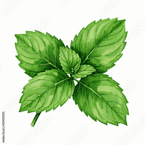 Cooling Palette: Peppermint Flow peppermint isolated watercolor vector illustration svg
