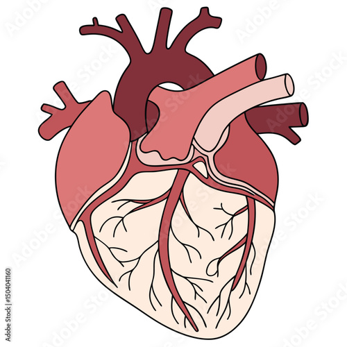 Anatomical Heart Illustration Showing Arteries and Veins in Pink and Red Tones