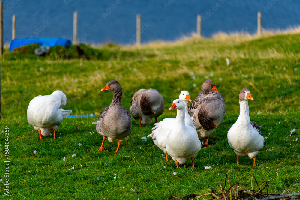 Obraz premium Faroese Geese - Faroe Islands