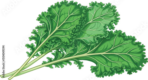 Detailed Kale Illustration on White Background for Food and Health Designs