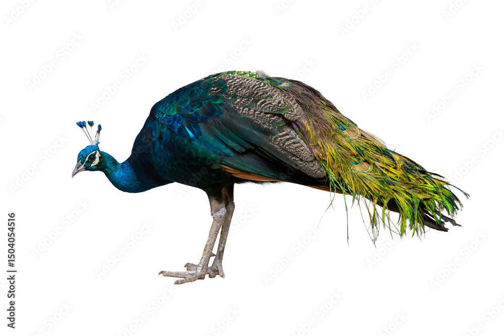 Obraz premium Proud, beautiful blue and green peacock with colorful plumage and tail feathers isolated on white