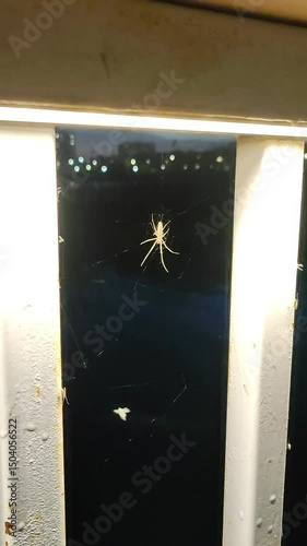 Elegant spider spins its web under a glowing urban nightlight