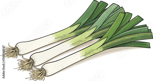Leeks illustration vector design, Leeks in white background illustration vector design