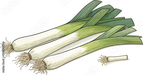 Leeks illustration vector design, Leeks in white background vector design
