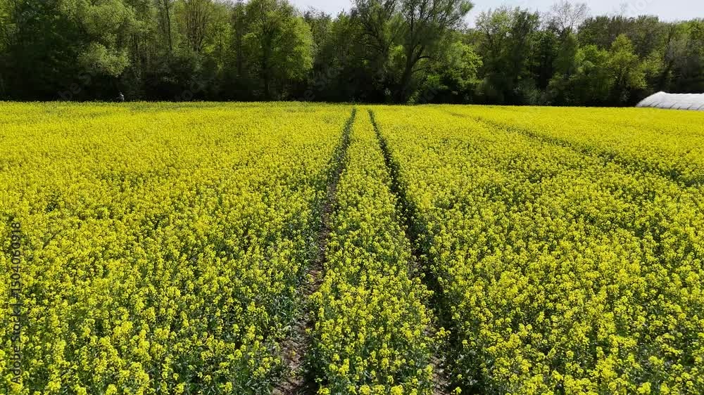 Rapsfeld, von oben gesehen