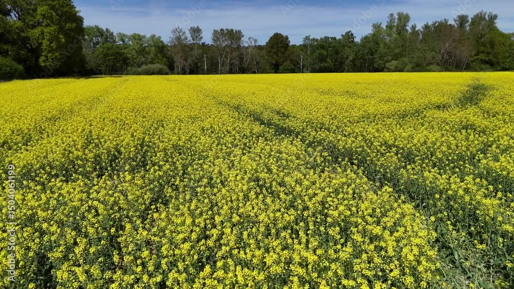 Rapsfeld, von oben gesehen