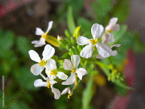 White flowers with four delicate petals and yellow centers are displayed against a blurred background, possibly a wall. photo
