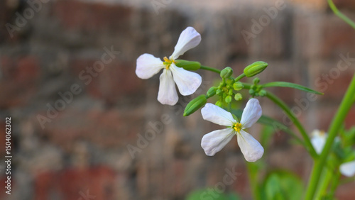 White flowers with four delicate petals and yellow centers are displayed against a blurred background, possibly a wall.