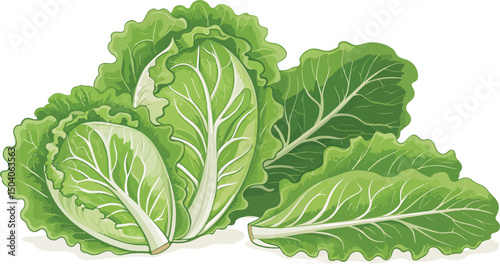 Fresh Green Lettuce Head Illustration for Culinary Agriculture and Healthy Eating Concepts