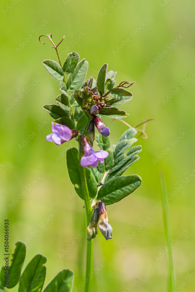 Vicia sepium or bush vetch is a plant species of the genus Vicia. Bush vetch Vicia sepium blooming on a meadow Vicia sepium or bush vetch is a plant species of the genus Vicia. Bush vetch Vicia sepium blooming on a meadow