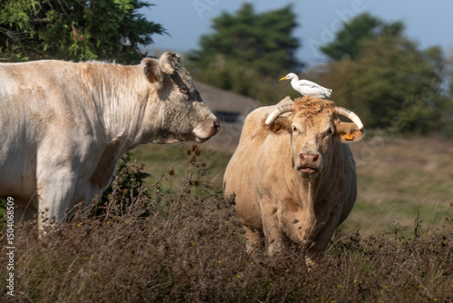 Vache, race Blonde d'Aquitaine, Héron garde boeufs,.Bubulcus ibis, Western Cattle Egret photo