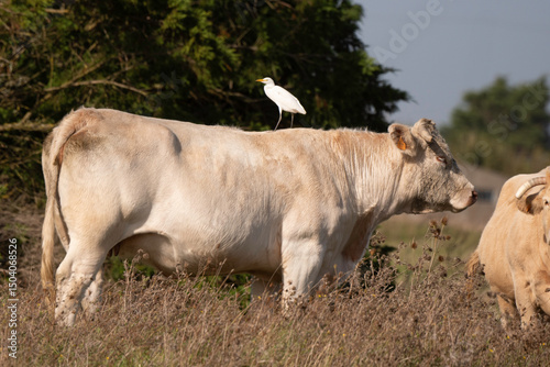 Vache, race Blonde d'Aquitaine, Héron garde boeufs,.Bubulcus ibis, Western Cattle Egret photo