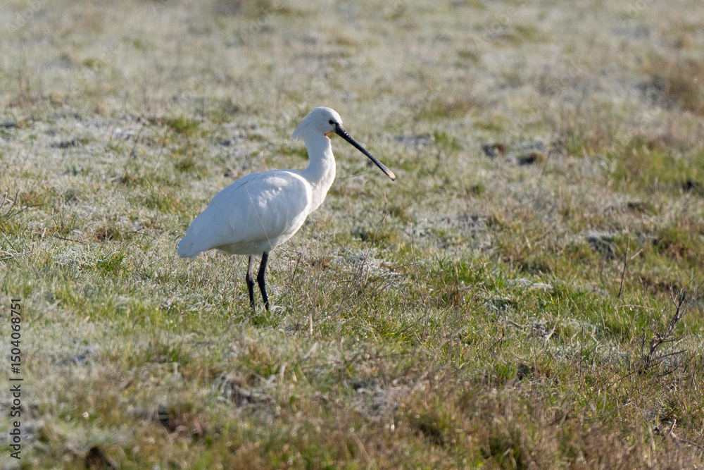 Fototapeta premium Spatule blanche, Platalea leucorodia, Eurasian Spoon