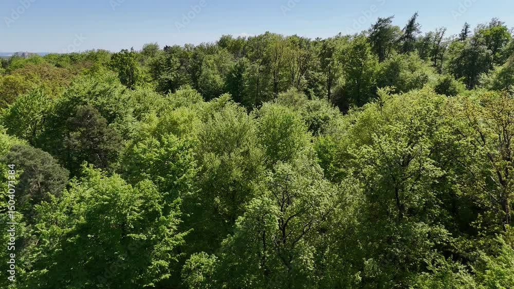 Flug ueber einen Laubwald Flug ueber einen Laubwald