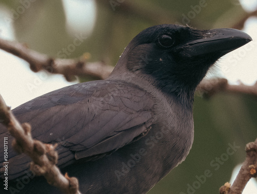closse up of crow on a branch