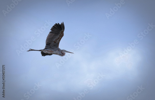 Great-billed Heron Flying