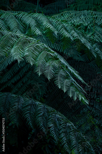 green fern leaves in sunlight