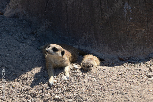 Common meerkat (Suricata suricatta) in the zoo. Small mammal animal living in Africa. Animals in wildnature and in a natural environment.