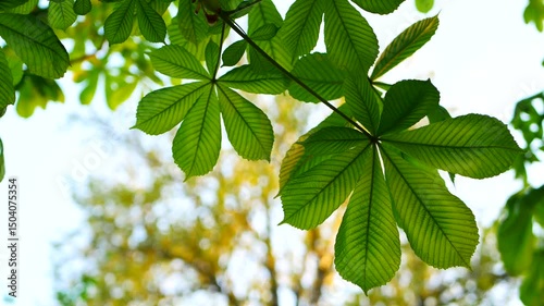 Chestnut tree in early spring. Young fresh leaves on chestnut tree against blue sky.